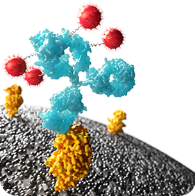 Myeloma close-up image